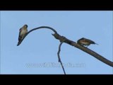 Yellow-throated Sparrows, Red-vented Bulbul, Hoopoe picks up grubs : Satpura