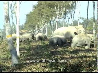 Elephant squade attaked at Letekujan tea garden in  Assam