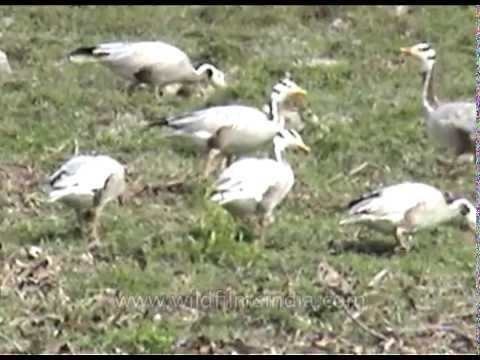 Bar-headed Goose - one of the world's highest-flying birds