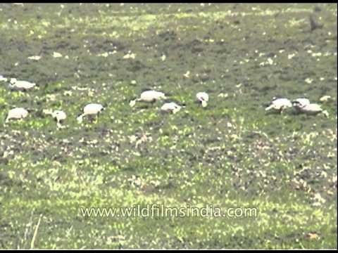 Bar-headed Geese in Kaziranga National Park