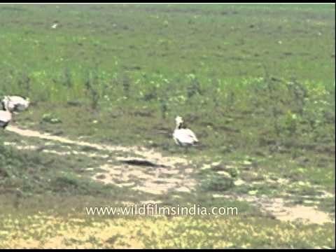 Adjutant Stork (Leptoptilos) and other water birds of Kaziranga National Park