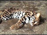 Cute Leopard Cat killed in Assam