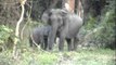 Wild elephant with her calf and lush grassland in Kaziranga National Park
