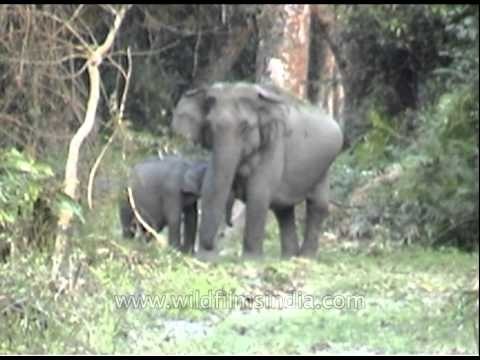 Wild elephant with her calf and lush grassland in Kaziranga National Park