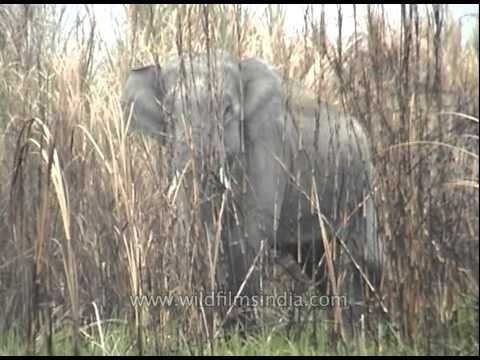 Indian elephant walking through the grassland of Kaziranga Park