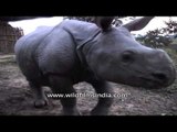 A one-horned rhino at the Kaziranga National Park in Assam