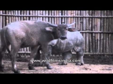 Indian rhinoceros at Kaziranga National Park in Assam