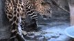 Close-up of Leopard (Panthera pardus) eating meat