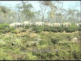 An elephant herd at Letekujan tea garden in Assam