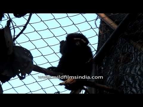 Caged Western hoolock gibbon (Hoolock hoolock)