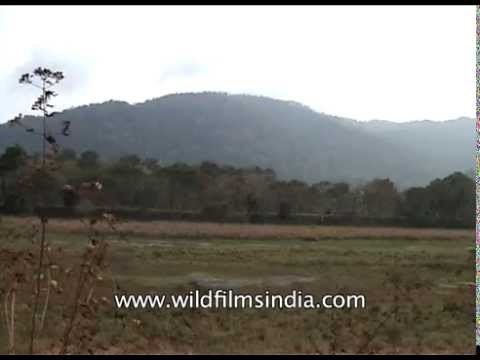 Panoramic view of Kaziranga National Park