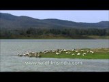 Waterfowl birds: Bar headed Goose in Satpura