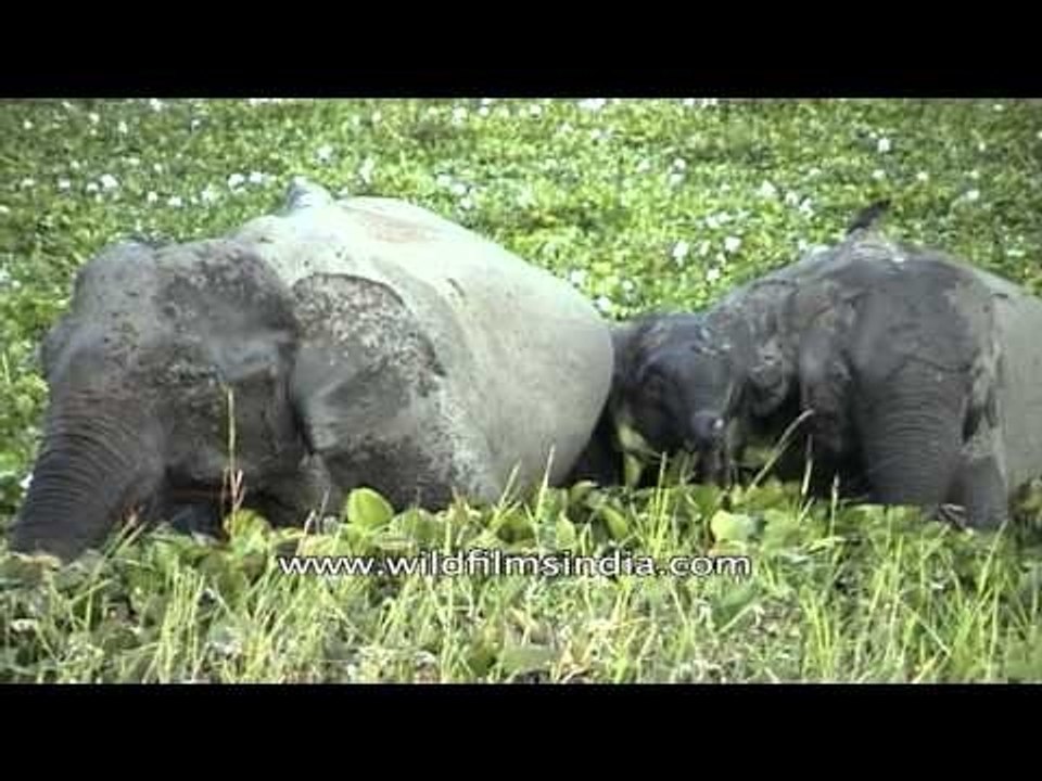Indian elephant with young ones at Kaziranga National Park