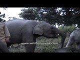 Mahout feeding elephants - At Kaziranga National Park
