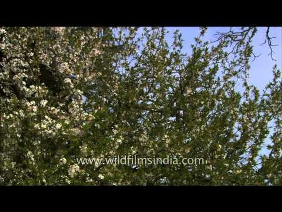 Bunches of plum blossom with white flowers