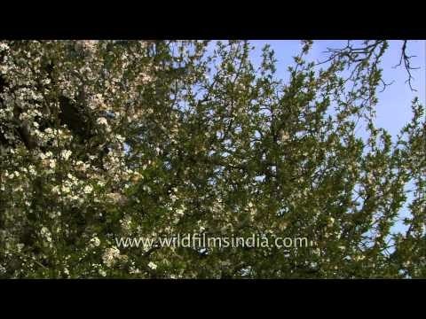 Bunches of plum blossom with white flowers