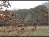 Dry bushes dominate the landscape of Kaziranga National Park