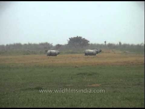 Indian one-horned rhinoceros (Rhinoceros unicornis) at Kaziranga