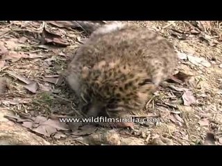 Cute as a kitten, this leopard cub needs some love!