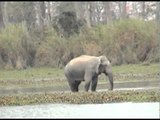 Indian elephant splashes water in a cool stream at Pakke Tiger Reserve