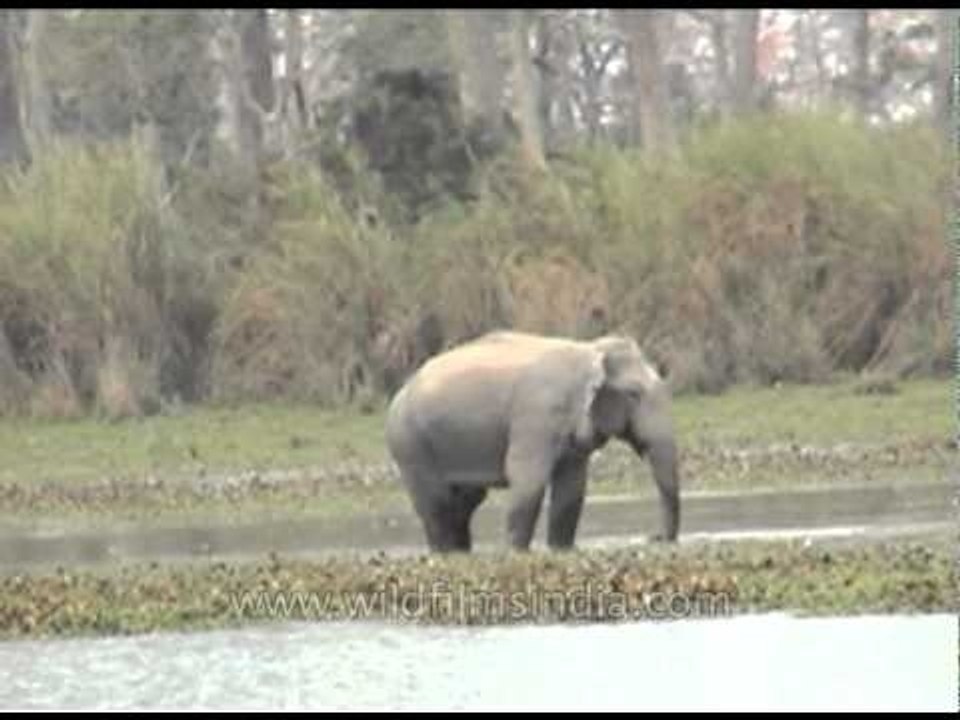 Indian elephant splashes water in a cool stream at Pakke Tiger Reserve