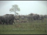 Herd of elephants at Kaziranga National Park, Assam