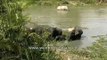 Elephants bathing in a forest pond - Kaziranga National Park