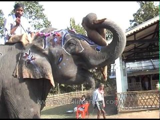 Painted indian elephant with mahout