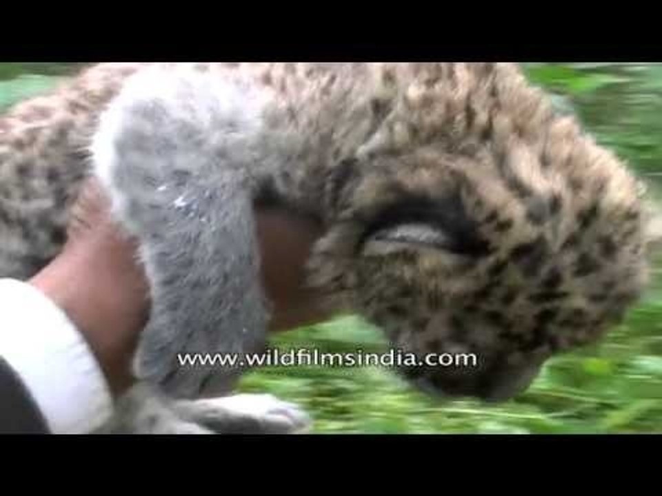 Cute little Leopard cub in Assam