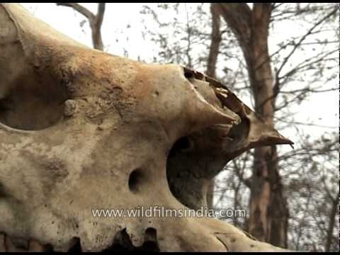 Skull of one-horned Rhino at Kaziranga National Park