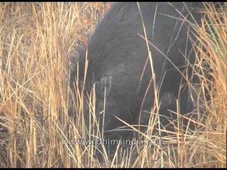 Wild Boar in Kaziranga National Park, Assam