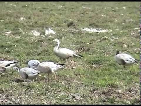 Flock of Bar-Headed Goose feeding in the meadows of Kaziranga Park