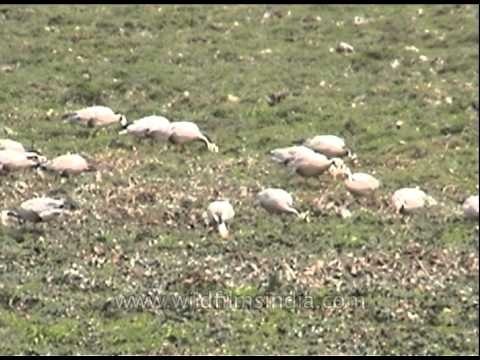 Bar-headed Geese in Kaziranga National Park