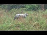 Indian one-horned rhino amongst tall grass in Assam