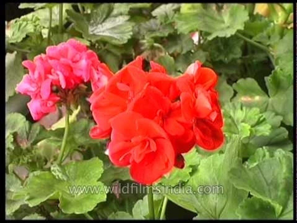 Geraniums galore in India