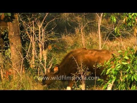 The Indian Gaur in Satpura National Park