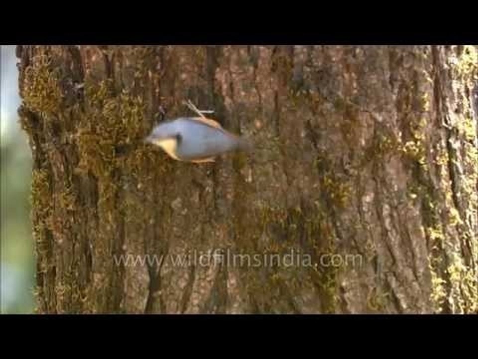 White-tailed Nuthatch in Uttarakhand