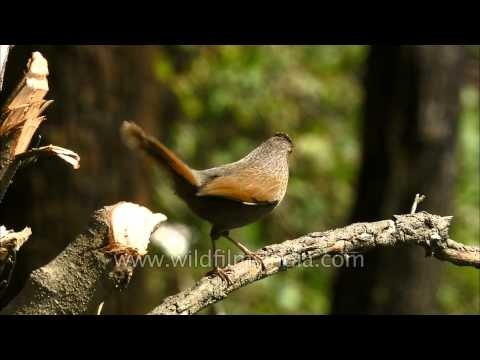 Streaked Laughing Thrush in Uttarakhand