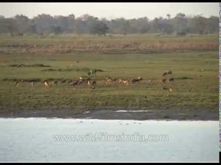 Local fauna graze on the lush grasslands of Kaziranga