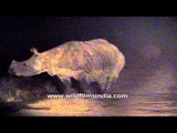 Indian Rhino sighted during night safari at Kaziranga National Park