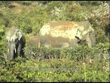 Tea time for elephants : elephants in a tea garden