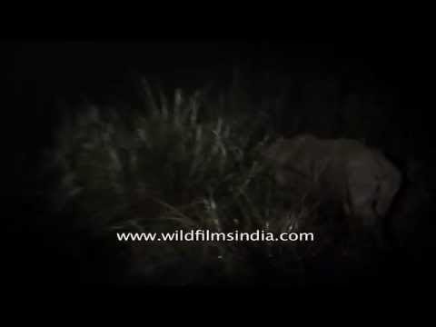 Indian rhino activity at night - Kaziranga National Park, Assam