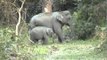 Female elephant and calf wanders the forest in Kaziranga, Assam