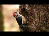Himalayan Pied Woodpecker