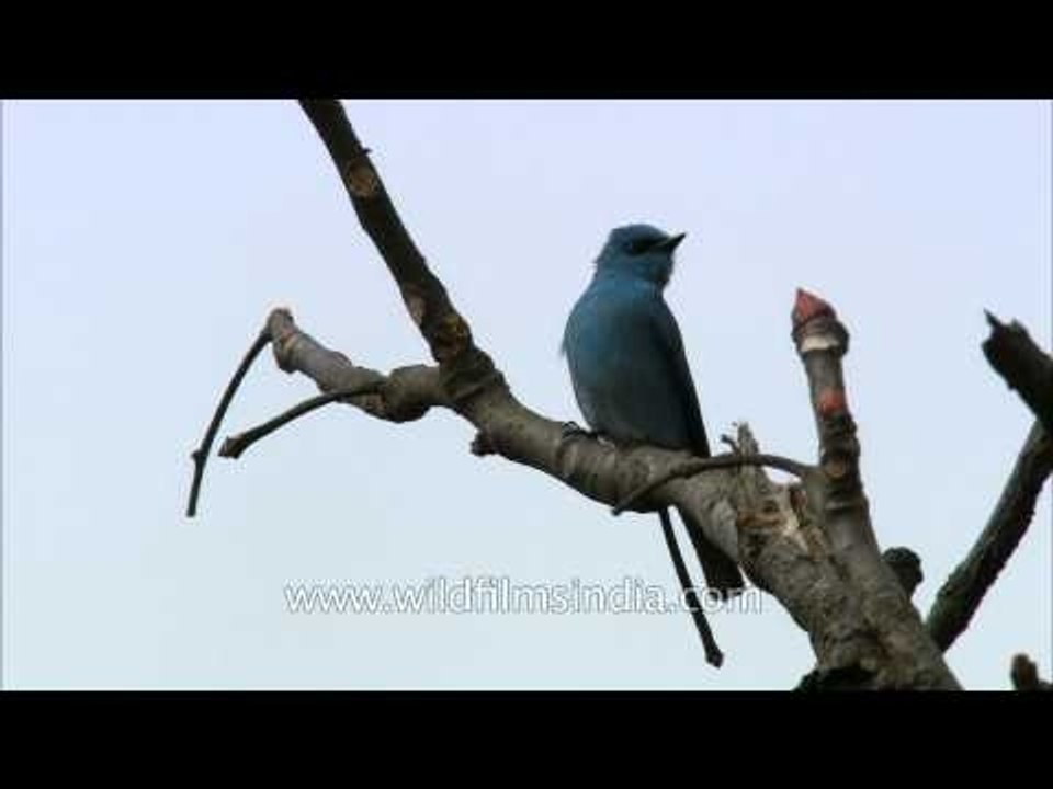Verditer Flycatcher (Eumyias thalassinus) sitti...