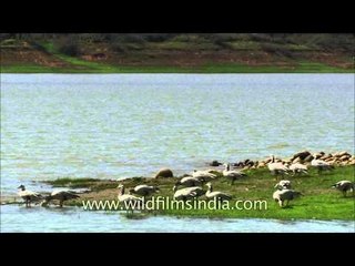 Bar-headed Goose - World's highest flying bird