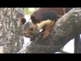 Giant Malabar Squirrel in Satpura Tiger Reserve