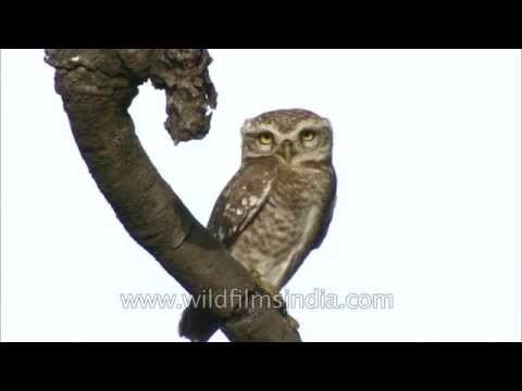 Spotted Owlet (Athene brama) in Satpura, Madhya Pradesh