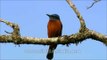 Male Chestnut-bellied Rock Thrush perched on a branch
