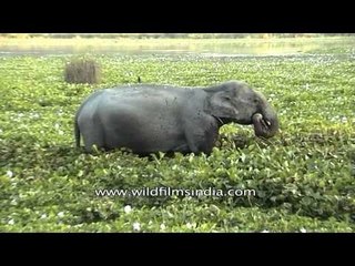 Elephant drenched in water at Kaziranga Park